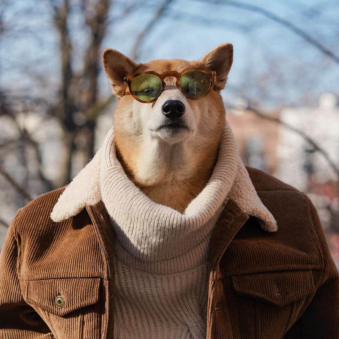 Menswear Dogさんのインスタグラム写真 - (Menswear DogInstagram)「Brooklyn Brownstoner 🕶🍂 #issavibe」4月17日 1時20分 - mensweardog