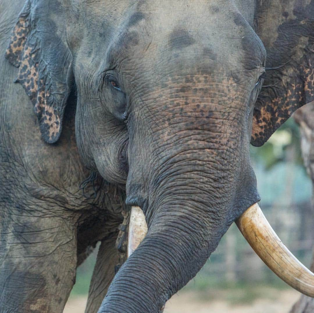 スミソニアン国立動物園さんのインスタグラム写真 - (スミソニアン国立動物園Instagram)「🐘 Happy #SaveTheElephantDay! For decades, Smithsonian Conservation Biology Institute scientists have traveled to Myanmar to study Asian elephants, a species threatened by poaching, habitat loss & human-elephant conflict. 🎥 Watch our #FieldInFocus videos: s.si.edu/2Ctb0Ao. (Link in bio.)」4月17日 1時48分 - smithsonianzoo