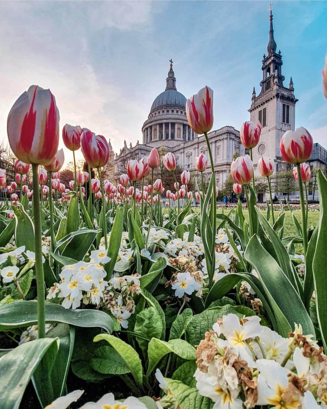 @LONDON | TAG #THISISLONDONさんのインスタグラム写真 - (@LONDON | TAG #THISISLONDONInstagram)「More shades of #Spring from @mttpnc who tagged #IGotLondonSkills to get featured! 🌷🌷🌷 // #thisislondon #stpauls」4月17日 2時05分 - london