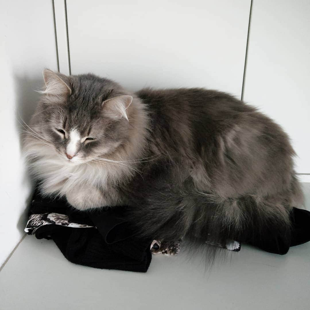 Nila & Miloさんのインスタグラム写真 - (Nila & MiloInstagram)「Don't worry, human. I noticed some clean clothes you'd prepared for tomorrow that somehow didn't have cat hairs on them yet. I fixed it. 😂😂😲 #cathaireverywhere #cathairdontcare #sharingiscaring」4月17日 2時14分 - nilamilo