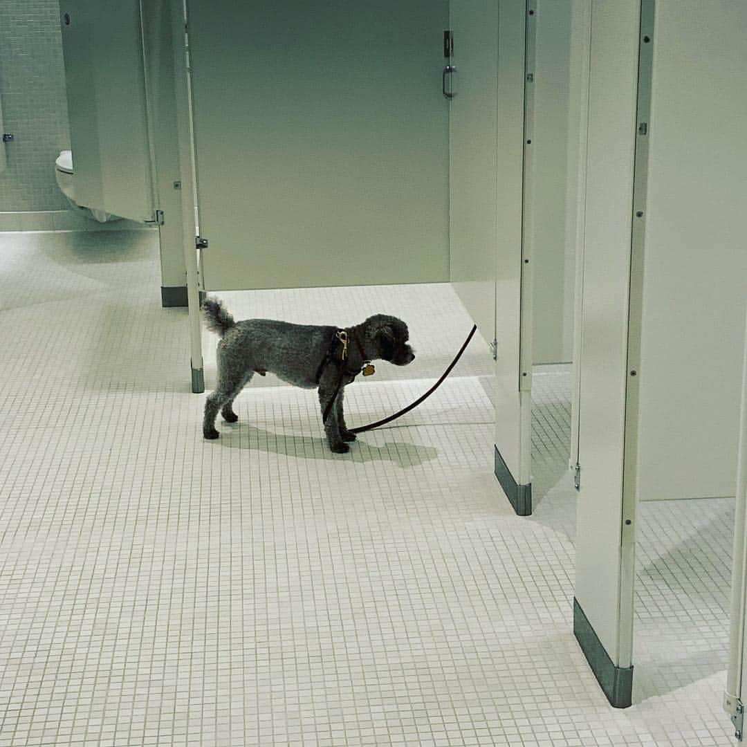 マーリー・マトリンさんのインスタグラム写真 - (マーリー・マトリンInstagram)「Waiting patiently for his master while doing her business. #faithful #dog #unconditionallove #leashed #restroom」4月17日 2時26分 - themarleematlin