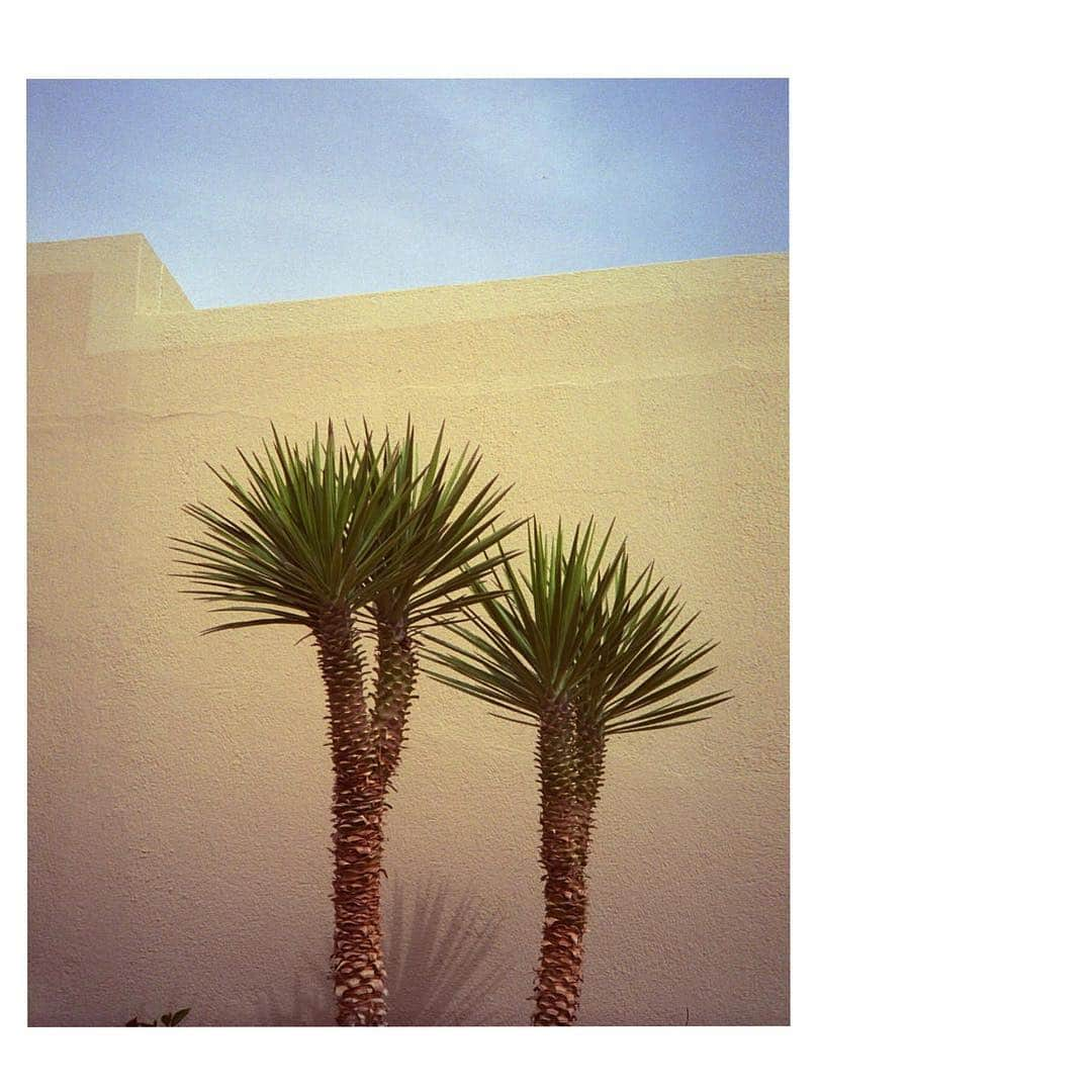 シューマッハさんのインスタグラム写真 - (シューマッハInstagram)「#Tuesdays #inspiration #mood #warmerdays #palmtrees #dorotheeschumacher #photo by @louisa_s Louisa Chalatashivili Via @palmheightsgc」4月17日 2時42分 - dorotheeschumacher