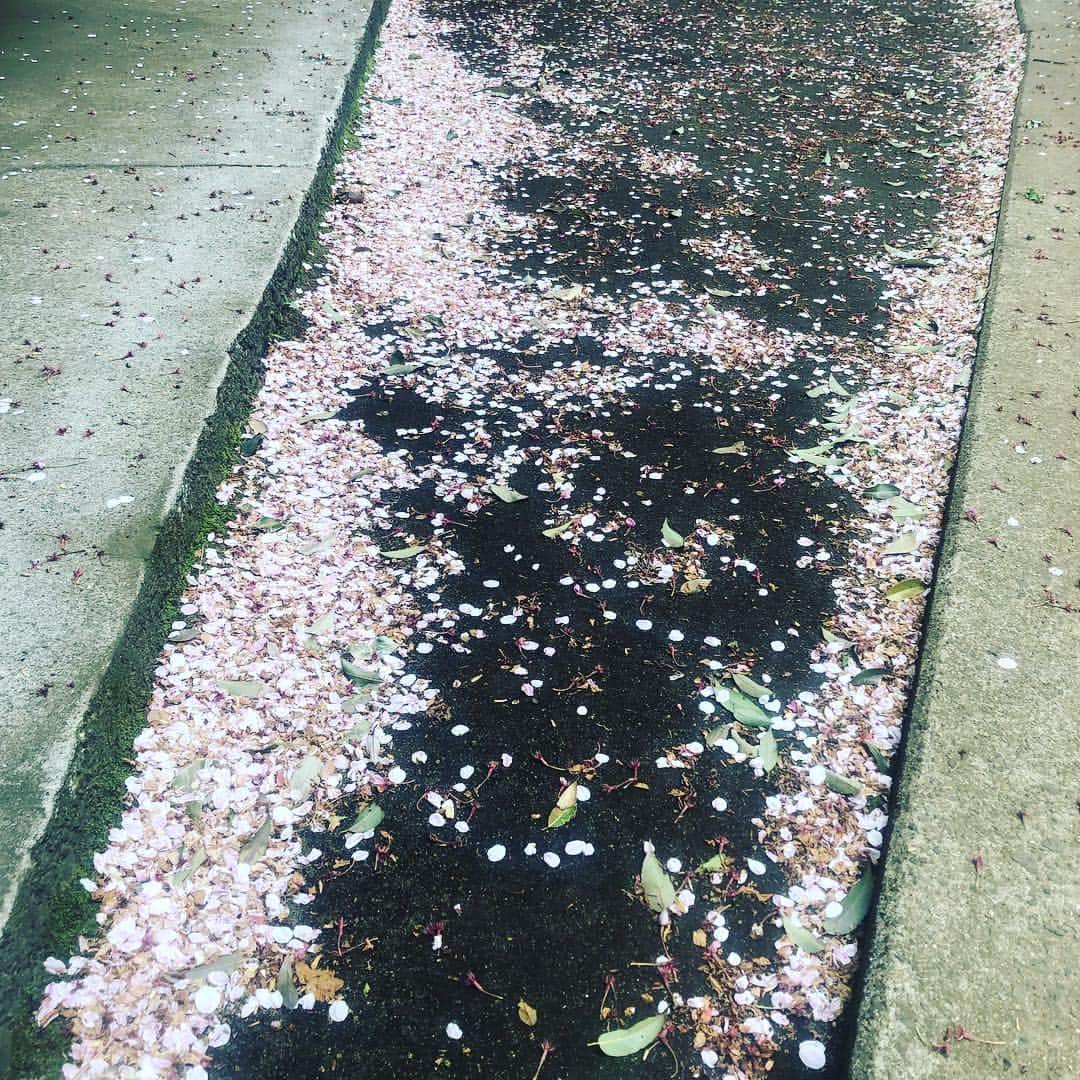 宙也さんのインスタグラム写真 - (宙也Instagram)「散桜。」4月17日 13時36分 - chuya_aquarius