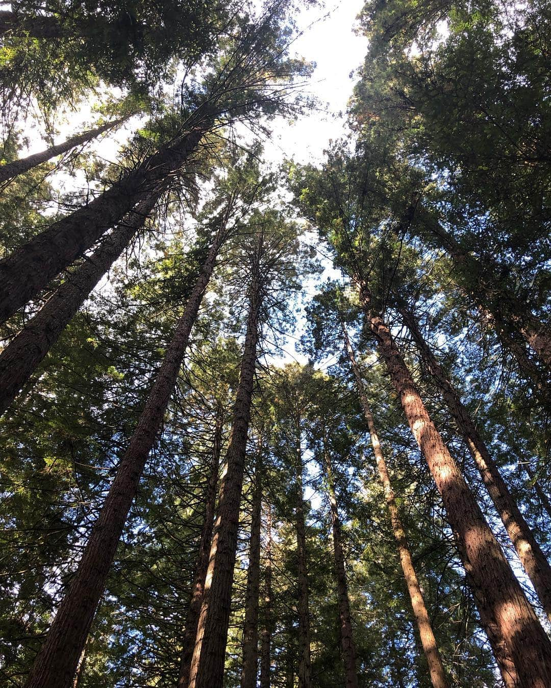 徳永千奈美さんのインスタグラム写真 - (徳永千奈美Instagram)「😍🌲🌳🌴🌱🌿❤️ My favorite place...🌿 #forest  #nature #naturelover  #walking  #relax #happy #smile #mylife」4月17日 13時36分 - chinami.tokunaga