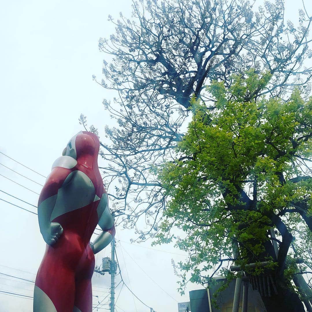 宙也さんのインスタグラム写真 - (宙也Instagram)「4ヶ月ぶり。安定の赤尻。 #ウルトラマン」4月17日 13時30分 - chuya_aquarius