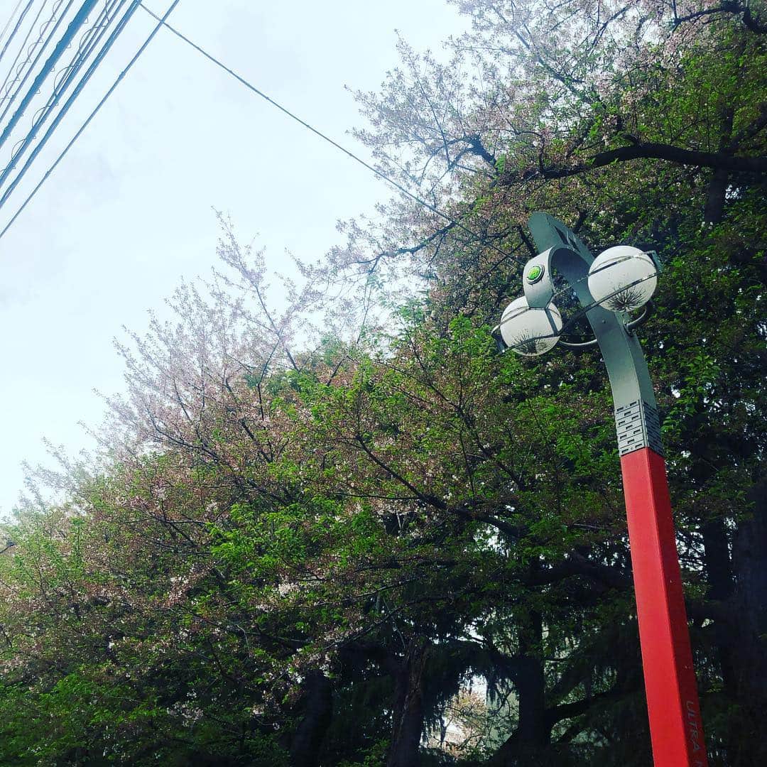 宙也さんのインスタグラム写真 - (宙也Instagram)「葉桜とセブン。 #ウルトラセブン」4月17日 13時35分 - chuya_aquarius