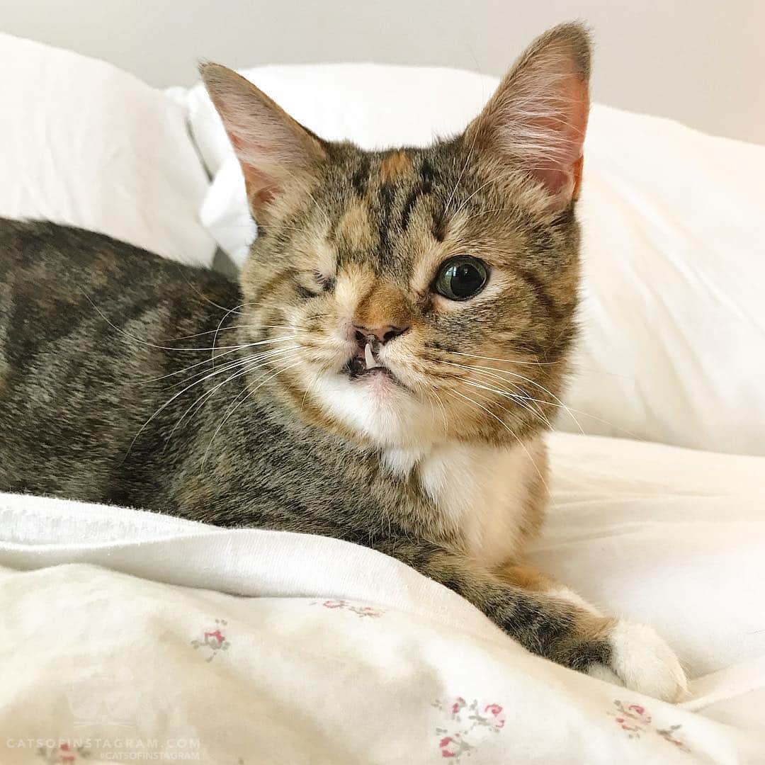 Cats of Instagramさんのインスタグラム写真 - (Cats of InstagramInstagram)「From @peanytodd: “HAPPY 3RD BIRTHDAY TO MISS P!!! 👼🏼 💕🎉🎈🎁💎🍦🌷🐠” #catsofinstagram」4月17日 12時02分 - cats_of_instagram