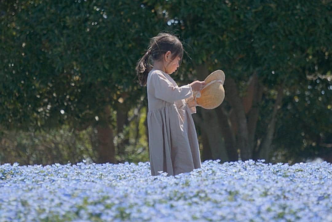 のインスタグラム：「こんにちは😊 現在、「春」をテーマにお写真・動画を募集中です✨ 本日の #タビスルキッズ はこちら💕 📷 @haks.fさん 🚩  静岡県・「浜名湖ガーデンパーク」 🎙ご本人コメント 💙💙ネモフィラ ブルー💙💙 ﻿﻿﻿﻿＊＊＊＊＊＊ ｢ネモフィラ ブルー｣絵本の中の世界みたいでかわいいですね😆いつも、ステキなお写真ありがとうございます💕」