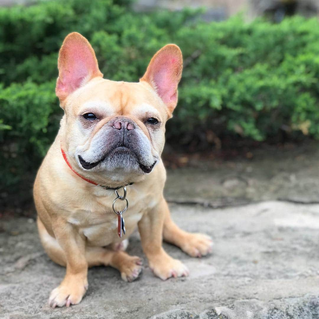 Hamlinさんのインスタグラム写真 - (HamlinInstagram)「On a scale from 1 to a radish, how red are my ears? .......... #whyaremyearssored #loafy」4月17日 12時06分 - hamlin_the_frenchie