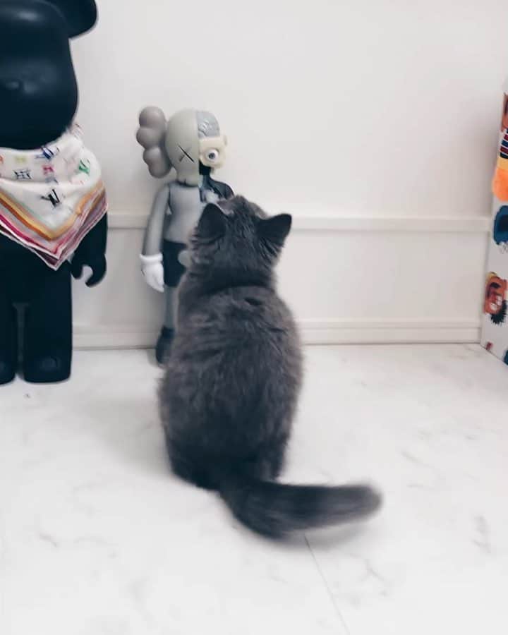 のインスタグラム：「よゐこのゲーム実況にハマる猫ルーク  #ブリティッシュショートヘア #子猫 #猫 #britishshorthair #cat #kittens」