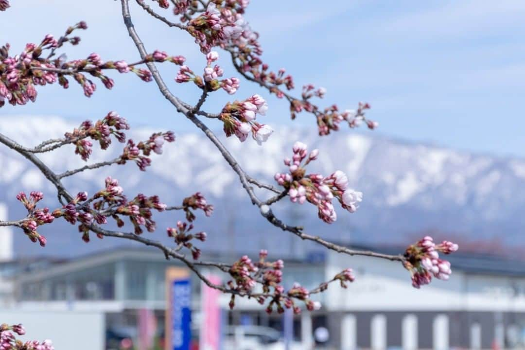 やまがた長井観光局さんのインスタグラム写真 - (やまがた長井観光局Instagram)「【最上川堤防千本桜 開花】🌸 道の駅のすぐ近く❗ 最上川堤防沿いに咲く #千本桜 が16日 開花となりました。  本日も２０℃を超える暖かな天気が予想される長井市☀✨ １７日現在での見頃予想は【４月２１日】‼ このまま暖かい日々が続けば予想通りの見頃となるでしょう。  ４月２１日には【道の駅 ２周年感謝祭】が開催されます🎊 ぜひご家族そろって遊びに来ておごやい🤗 http://kawanominato.jp/news  南陽市 #烏帽子山千本桜 は【4月14日】開花🌸 白鷹町 #殿入桜 も【4月16日】に開花となりました🌸 最新の開花情報は以下をご覧下さい⏬  置賜さくら回廊 ホームページ https://www.okitama-sakura.com  #山形 #おきたま #長井市 #長井旅 #ながいたび #やまがたアルカディア観光局 #さくら #小桜館 #開花 #最上川堤防千本桜 #花見 #桜スポット #もうすぐ #満開⁣  #南陽市 #白鷹町 #yamagata #nagai #travel #cherryblossom #like4like」4月17日 12時16分 - nagai_kankou