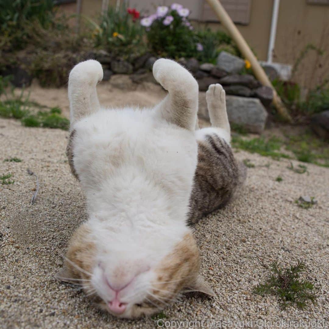 Masayukiさんのインスタグラム写真 - (MasayukiInstagram)「太いクビ。  #cat #ねこ」4月17日 12時22分 - okirakuoki