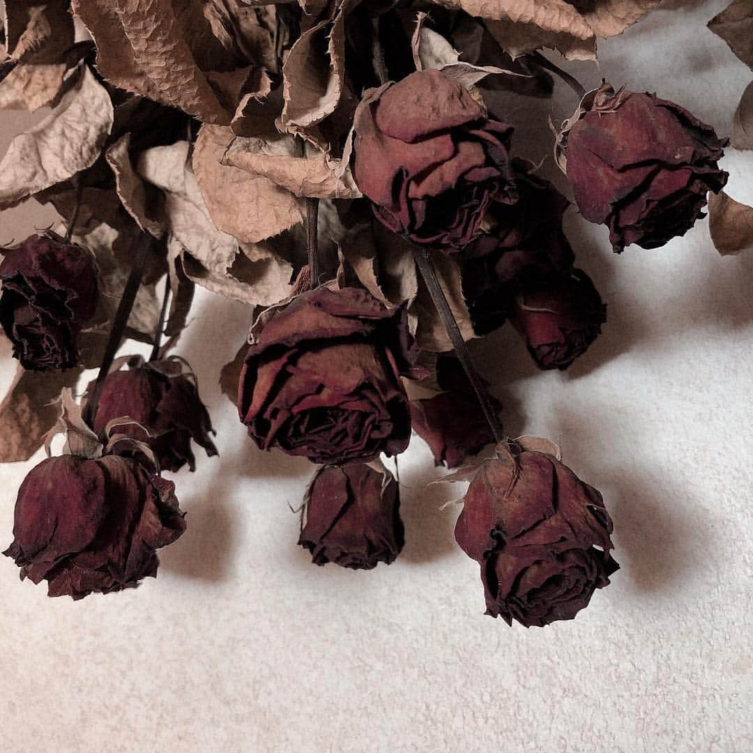 人見古都音さんのインスタグラム写真 - (人見古都音Instagram)「🥀 #dryflower」4月17日 12時35分 - kotone_hitomi