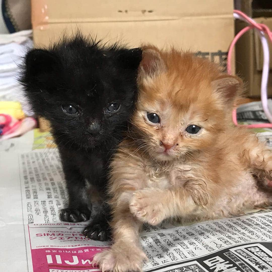 猫カフェきぶん屋さんのインスタグラム写真 - (猫カフェきぶん屋Instagram)「悲しい報告が続いてしまい申し訳ございません。 ‪今朝、茶トラ君が息を引き取りました。‬ ‪昨日までものすごく元気に動いていたのに、下痢が治らず衰弱してしまいました。‬ ‪黒猫君は茶トラ君がいなくなって弱ってしまっています。‬ ‪一番大きな子だったので育ってくれると願ってましたが叶わずショックが大きいです。‬」4月17日 12時38分 - nekocafekibunya