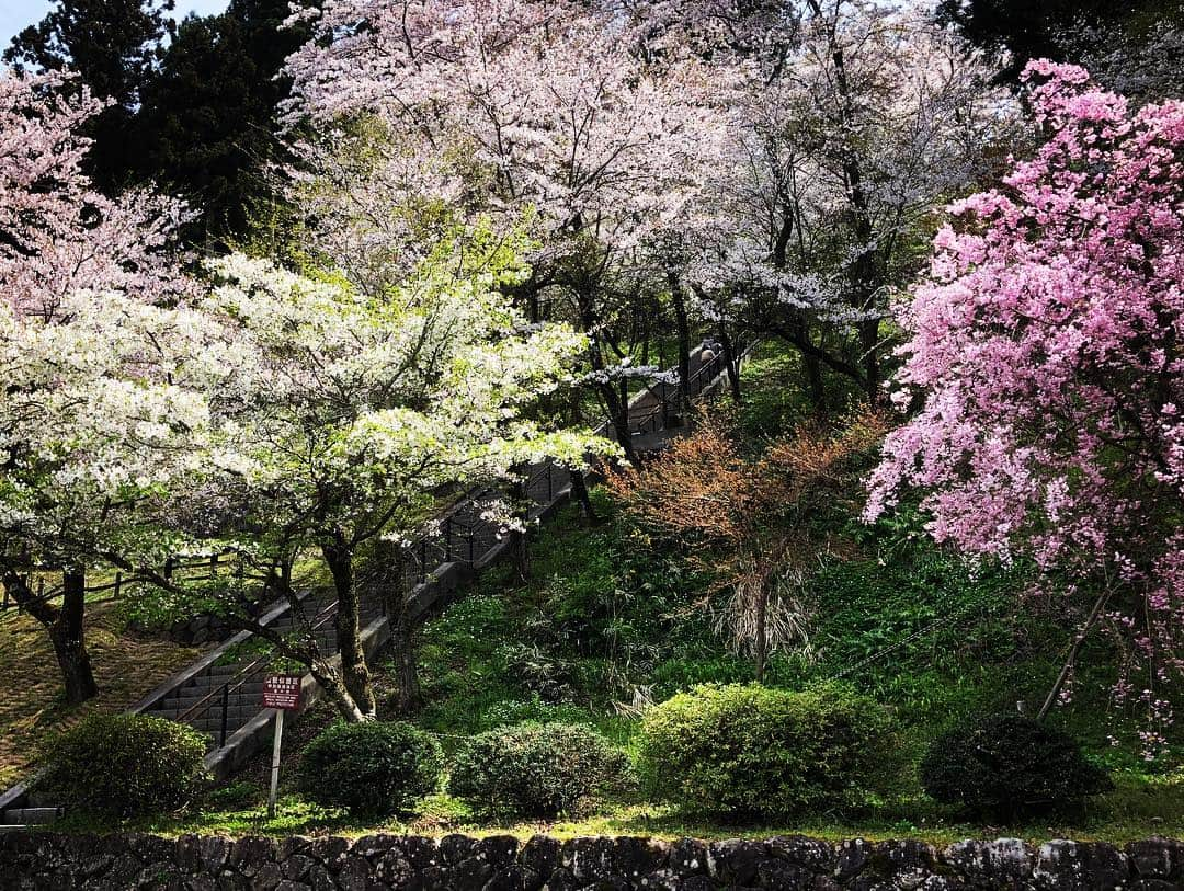 鷹木信悟さんのインスタグラム写真 - (鷹木信悟Instagram)「🐉🏯🌸 #越前大野城  #福井」4月17日 12時38分 - takagi__shingo