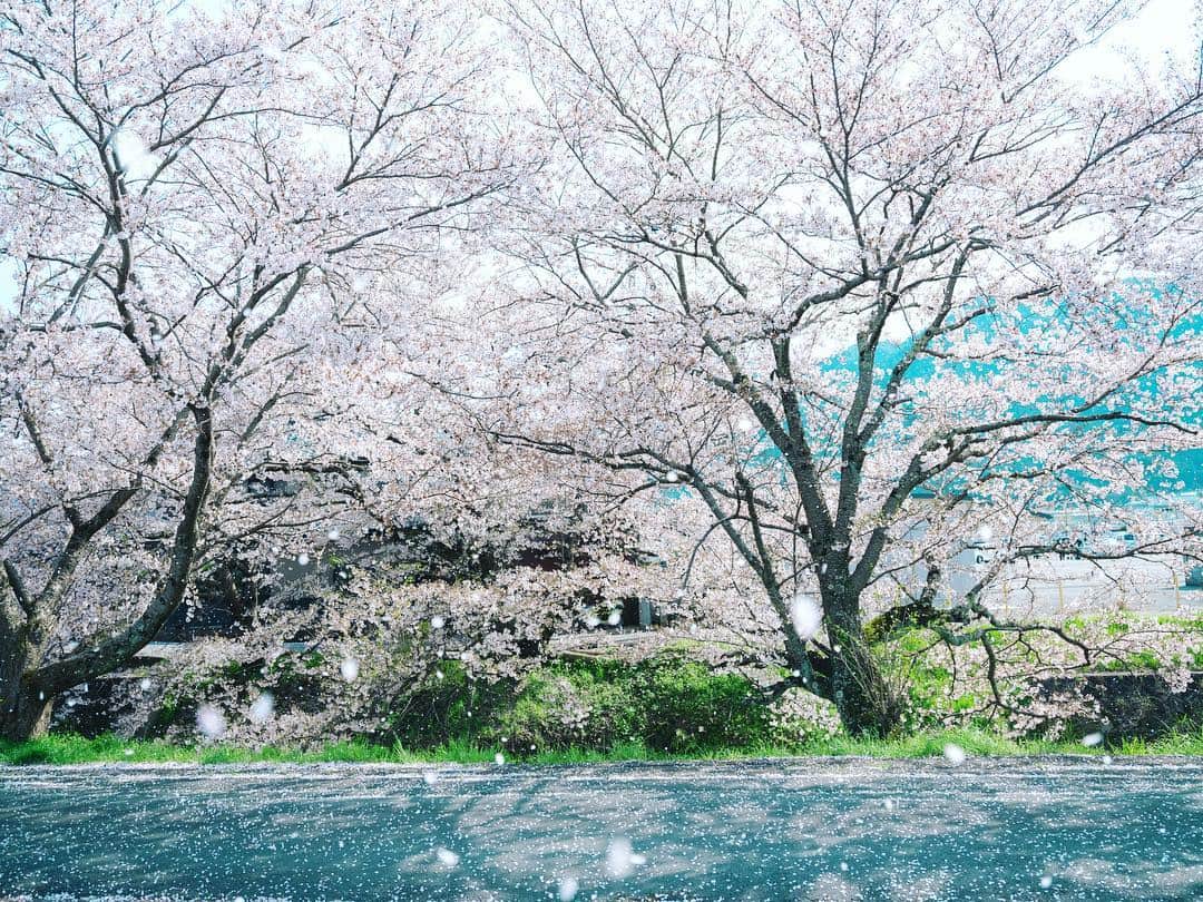 のインスタグラム：「sakura shower🌸」