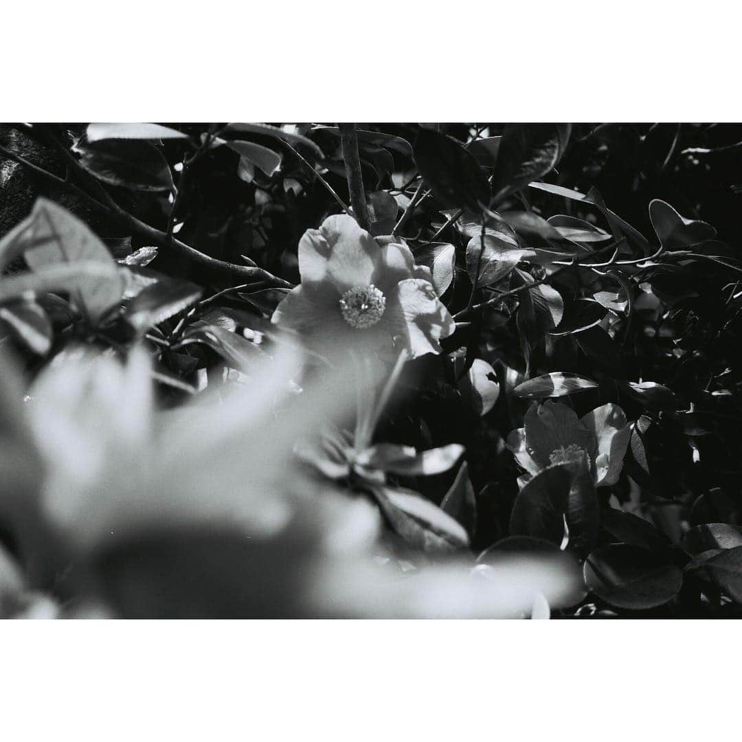 藤井武美さんのインスタグラム写真 - (藤井武美Instagram)「. 煮詰まったら、目を閉じて 思いっきり手を広げて 深呼吸してごらん きっとすっきりするよ せっかくだから きれいな空気に助けてもらおう！ 母より #film #filmphotography」4月17日 13時27分 - takemi_fujii