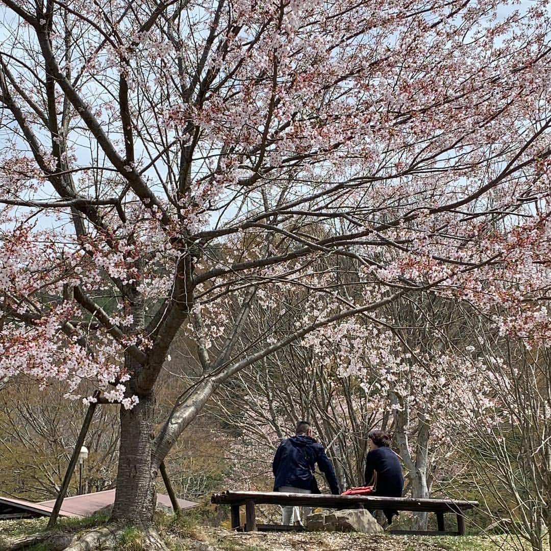 丹波焼の郷（公式）さんのインスタグラム写真 - (丹波焼の郷（公式）Instagram)「・ 4月も中旬になりましたが、 まだまだ桜は綺麗です🌸 今年は来園の皆様に長い期間、桜をお楽しみいただいています。 ・ 今田町の空気感を味わいに、是非いらして下さい。 ・ #陶の郷 #丹波焼 #丹波立杭焼 #日本遺産 #日本六古窯 #桜美し#花弁パラパラと#g」4月17日 13時25分 - tanbayaki_official