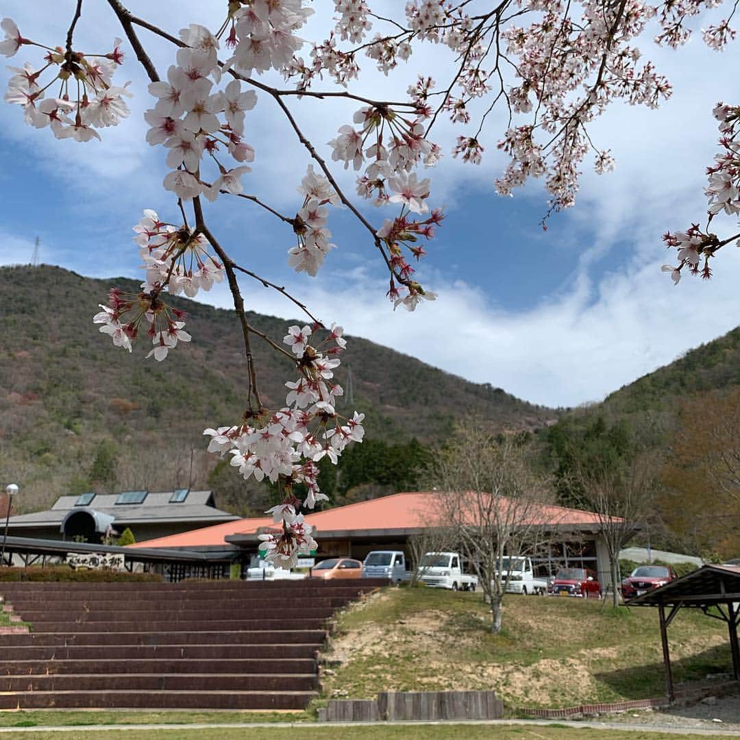 丹波焼の郷（公式）さんのインスタグラム写真 - (丹波焼の郷（公式）Instagram)「・ 4月も中旬になりましたが、 まだまだ桜は綺麗です🌸 今年は来園の皆様に長い期間、桜をお楽しみいただいています。 ・ 今田町の空気感を味わいに、是非いらして下さい。 ・ #陶の郷 #丹波焼 #丹波立杭焼 #日本遺産 #日本六古窯 #桜美し#花弁パラパラと#g」4月17日 13時25分 - tanbayaki_official