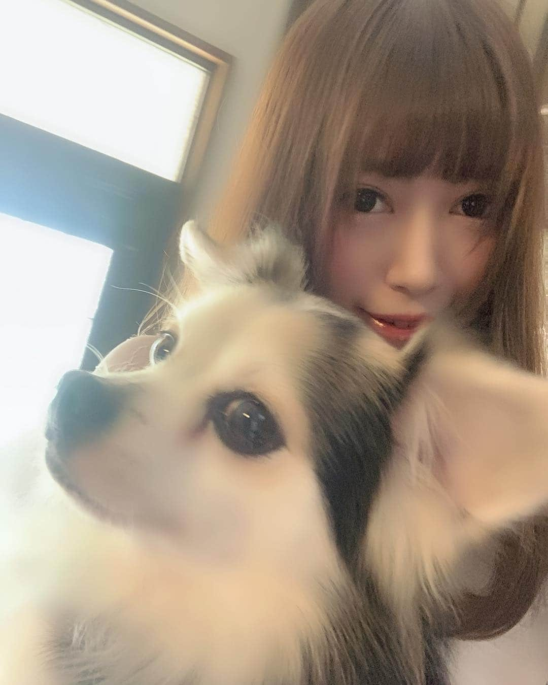 安森彩那さんのインスタグラム写真 - (安森彩那Instagram)「2019.4.14 oita in beep 雨。  1枚目。 愛犬 チワックス (ダックス✕チワワ) アヴィちゃん。私の相棒です。 - 2~4枚目. 従姉妹の子 ポメラニアン リコちゃん。 私の膝の上で寝てる顔が愛おしい。 - 6枚目. 【別府温泉 桜湯】 家族風呂で有名なところ。 従姉妹とゆっくり語り合いました。 気持ちよかった～ - 7~9枚目. 家族集まって、タコパー＆焼きそば しました。従姉妹のまゆちゃんが手際 よく準備してくれた。 叔父が作る焼きそばがしんけん(とても) 美味しいんちゃ。キャベツシャキシャキ。 - 10枚目 【あしながおじさん】 焼き菓子屋さん。ここの プリンアラモードがしんけん美味しいにー。叔父叔母が買って来てくれました。 ありがとう！ - その後他愛もない会話に、新ドラマをみる時間が滅多にできないから新鮮だった。 ※ちなみにみてたドラマは【あなたの番です】これ次回もみる決定。 - 機会を作ってくれた、まゆちゃんに感謝。 本当に本当にありがとう(♥´³`)ﾉ...💋 ちゅ - 3日目へ続く。 - #別府 #大分 #温泉 #グルメ #おんせん県 #beppu #oita #onsen #タコパー #たこ焼き #焼きそば #デザート #dessert #ポメラニアン #チワックス  #dog」4月17日 13時27分 - ayana.y_official