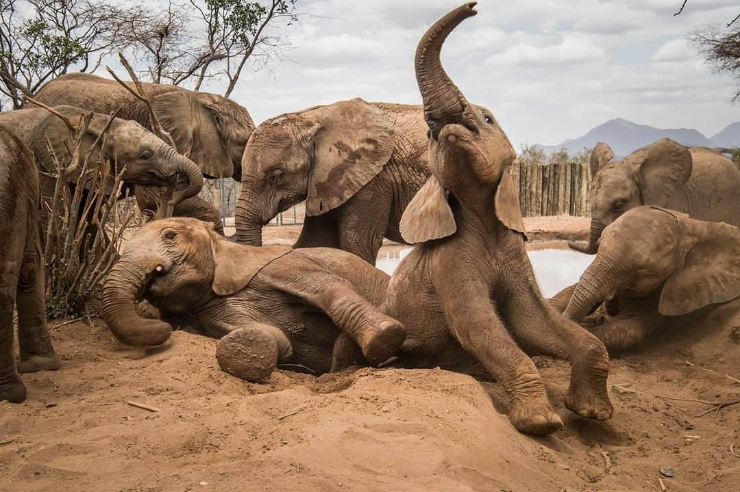 ナショナルジオグラフィックさんのインスタグラム写真 - (ナショナルジオグラフィックInstagram)「Photo by @amivitale | Happy Save the Elephant Day! Here, the rambunctious orphans of Reteti Elephant Sanctuary (@r.e.s.c.u.e) enjoy a romp at the watering hole and a delicious mud bath on a hot day in northern Kenya. Reteti is the first ever community-owned and community-run elephant sanctuary in Africa. It provides a home to elephants orphaned as a result of poaching, human-wildlife conflict, and drought-related issues. All of these elephants will one day be returned to the wild to live the life they were meant to lead. What’s happening at Reteti, without fanfare, is nothing less than the beginnings of a transformation in the way humans relate to wild animals. This oasis where orphans grow up, learning to be wild so that one day they can rejoin their herds, is as much about people as it is about elephants. Follow @r.e.s.c.u.e @conservationorg and @amivitale to learn more. @thephotosociety @natgeoimagecollection #protectelephants #elephants #stoppoaching #kenya #worthmorealive」4月17日 5時02分 - natgeo