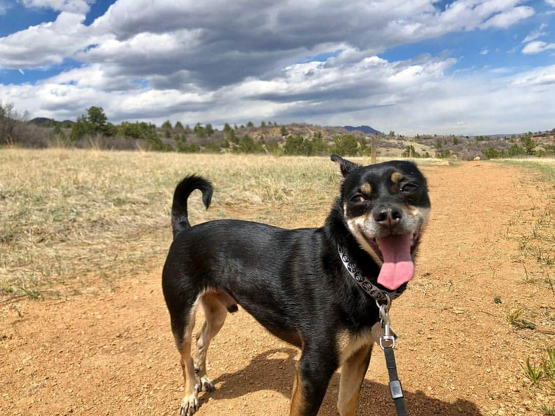 アグネス・ザワツキーのインスタグラム：「Straight up cheesin on our walk today 🤪🐕⛰ #happypup」