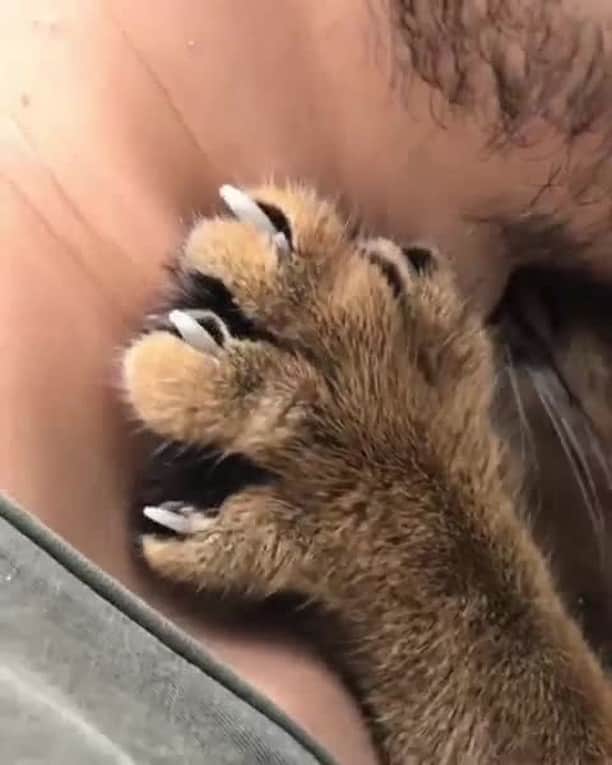 のインスタグラム：「Friend: Where did those hickeys ceom from⠀ Me: My cat⠀ Friend: ...⠀ ⠀ 📹@ariel.caracat ⠀ ⠀ #meowed #ariel #caracal #🇷🇺 #soundon #volumeup #🔊」