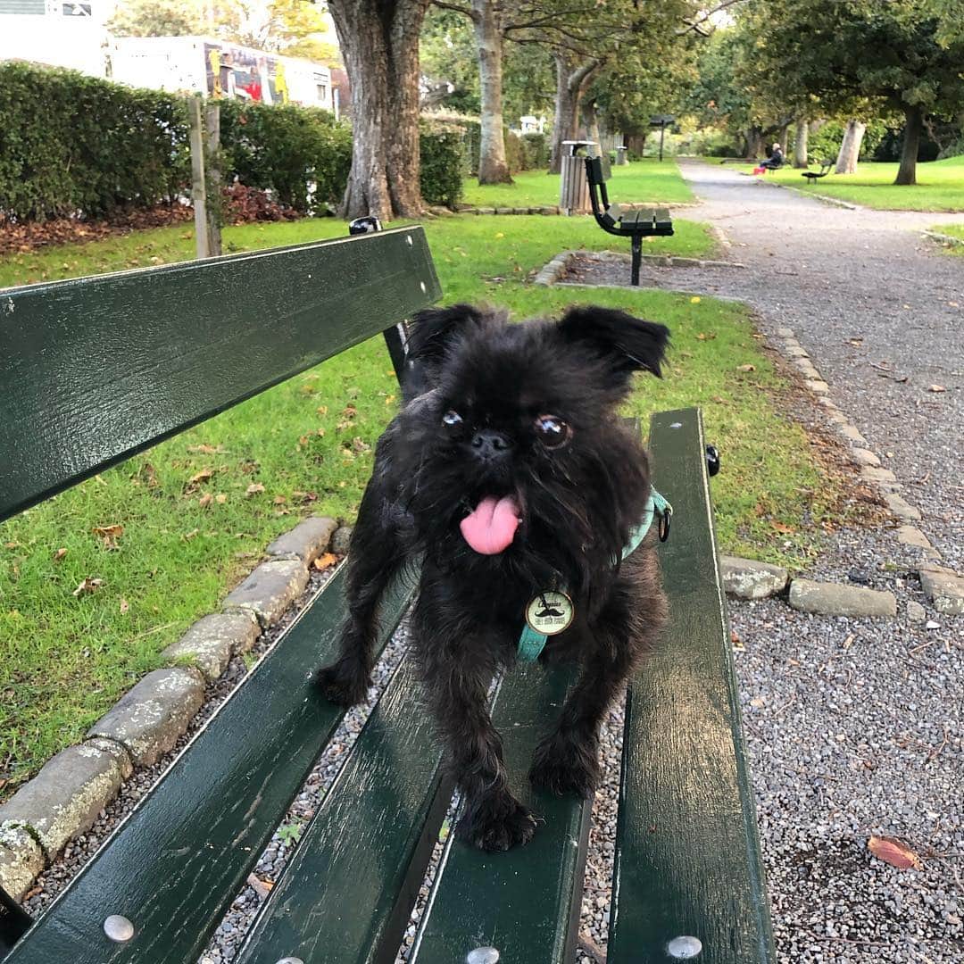 Digby & Aloのインスタグラム：「I just wanted to take a nice picture of my son. 😪」