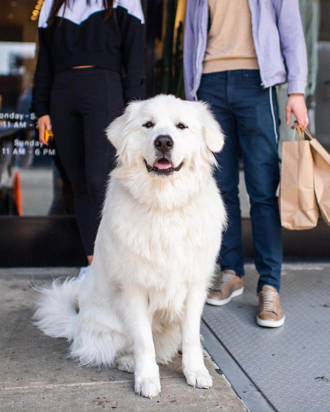 The Dogistさんのインスタグラム写真 - (The DogistInstagram)「Gandalf, Great Pyrenees (1 y/o), Washington & W 13th St., New York, NY • “He sheds a lot. When we first got a Roomba he was petrified of it. He was like ‘what is this devilry?’ We had to leave treats on the Roomba when it was off. He loves the bathtub, so we put it in there with him.” (Second image via owner) @hello_gandalf」4月17日 6時29分 - thedogist
