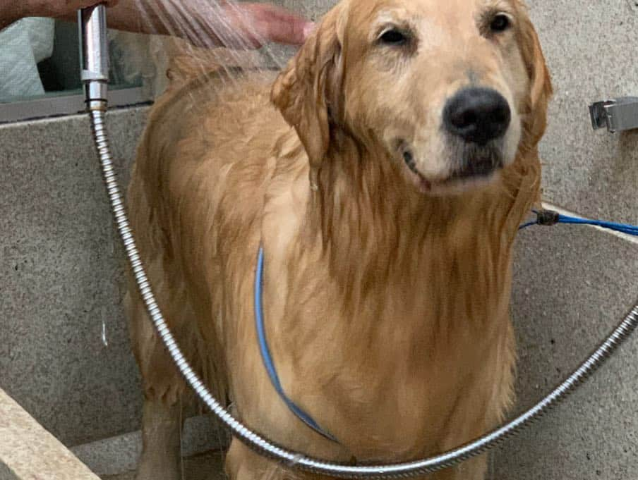 Bobさんのインスタグラム写真 - (BobInstagram)「Dia de trimming no @crystalpetspa! @andersson_dlucka com Bob e @edu.groomer com Marley 👏👏👏🔝🔝🔝#ilovegolden_retrievers #goldenretriever #goldenretrievers #dogs #dogsofinstagram #pets #petstagram #instagram #instagrammers #trimming #mooca #saopaulo」4月17日 6時44分 - bob_marley_goldenretriever