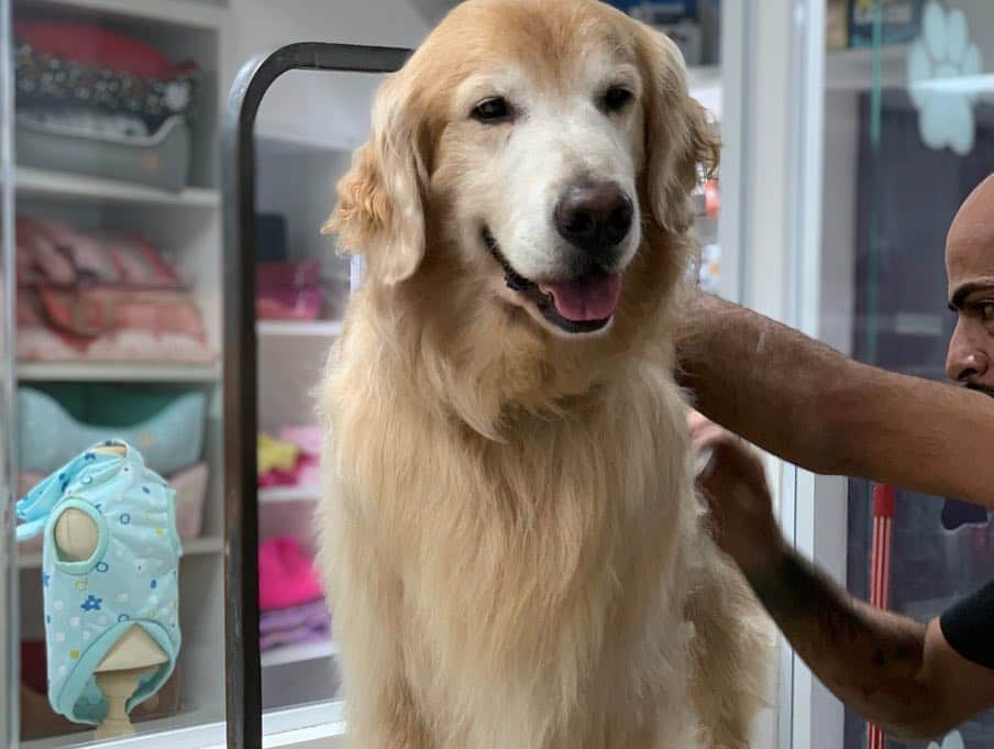 Bobさんのインスタグラム写真 - (BobInstagram)「Dia de trimming no @crystalpetspa! @andersson_dlucka com Bob e @edu.groomer com Marley 👏👏👏🔝🔝🔝#ilovegolden_retrievers #goldenretriever #goldenretrievers #dogs #dogsofinstagram #pets #petstagram #instagram #instagrammers #trimming #mooca #saopaulo」4月17日 6時44分 - bob_marley_goldenretriever