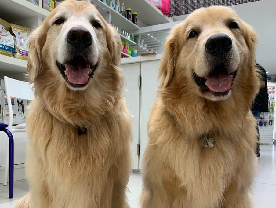 Bobさんのインスタグラム写真 - (BobInstagram)「Dia de trimming no @crystalpetspa! @andersson_dlucka com Bob e @edu.groomer com Marley 👏👏👏🔝🔝🔝#ilovegolden_retrievers #goldenretriever #goldenretrievers #dogs #dogsofinstagram #pets #petstagram #instagram #instagrammers #trimming #mooca #saopaulo」4月17日 6時44分 - bob_marley_goldenretriever