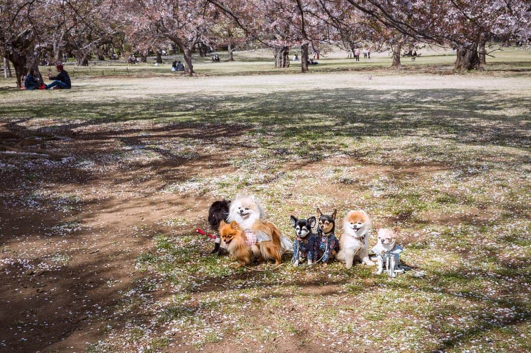 maika_kikitoyjijiさんのインスタグラム写真 - (maika_kikitoyjijiInstagram)「. Toy&Friends . 久しぶりに師匠達と 写真撮りに行ってきました♡ . みんなの腕が良すぎて 私の写真は恥ずかしくて 載せられないよ〜😂 . ほんと別の場所に 遊びに行ったんじゃない？！w ってぐらいドラマティックに 仕上がってて素敵過ぎて…✨ . レンズも欲しいし カメラも買い換えたいし 何より良い腕が欲しい💓w . ゆうくん&そうちゃん連れだと バタバタアタフタで 写真どころでは無いね😂 . でも、いい気分転換に なりました♡ . ①② あたし😂 ③④ @pom.potechin ⑤⑥ @manokala ⑦-⑩ @pom.kotenicolocco . 最後の写真が 面白すぎて私的にお気に入り😂💓 . . #犬と子供 #子供と犬 #instakids #chihuahua #dog #チワワ #犬 #치와와 #IGersJP #dogstagram #chihuahuaoftheday #dogsofinstagram #いぬすたぐらむ #犬と赤ちゃん #赤ちゃんと犬 #子育て #双子 #ママスタグラム #twins #昭和記念公園 #桜 #sakura #ネモフィラ #公園 #写真部」4月17日 6時55分 - maika_kikitoyjiji