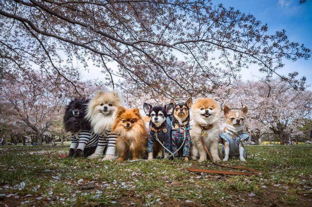 maika_kikitoyjijiさんのインスタグラム写真 - (maika_kikitoyjijiInstagram)「. Toy&Friends . 久しぶりに師匠達と 写真撮りに行ってきました♡ . みんなの腕が良すぎて 私の写真は恥ずかしくて 載せられないよ〜😂 . ほんと別の場所に 遊びに行ったんじゃない？！w ってぐらいドラマティックに 仕上がってて素敵過ぎて…✨ . レンズも欲しいし カメラも買い換えたいし 何より良い腕が欲しい💓w . ゆうくん&そうちゃん連れだと バタバタアタフタで 写真どころでは無いね😂 . でも、いい気分転換に なりました♡ . ①② あたし😂 ③④ @pom.potechin ⑤⑥ @manokala ⑦-⑩ @pom.kotenicolocco . 最後の写真が 面白すぎて私的にお気に入り😂💓 . . #犬と子供 #子供と犬 #instakids #chihuahua #dog #チワワ #犬 #치와와 #IGersJP #dogstagram #chihuahuaoftheday #dogsofinstagram #いぬすたぐらむ #犬と赤ちゃん #赤ちゃんと犬 #子育て #双子 #ママスタグラム #twins #昭和記念公園 #桜 #sakura #ネモフィラ #公園 #写真部」4月17日 6時55分 - maika_kikitoyjiji