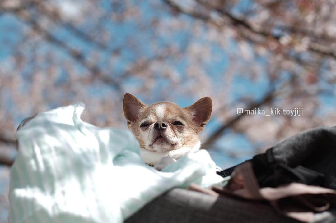 maika_kikitoyjijiさんのインスタグラム写真 - (maika_kikitoyjijiInstagram)「. Toy&Friends . 久しぶりに師匠達と 写真撮りに行ってきました♡ . みんなの腕が良すぎて 私の写真は恥ずかしくて 載せられないよ〜😂 . ほんと別の場所に 遊びに行ったんじゃない？！w ってぐらいドラマティックに 仕上がってて素敵過ぎて…✨ . レンズも欲しいし カメラも買い換えたいし 何より良い腕が欲しい💓w . ゆうくん&そうちゃん連れだと バタバタアタフタで 写真どころでは無いね😂 . でも、いい気分転換に なりました♡ . ①② あたし😂 ③④ @pom.potechin ⑤⑥ @manokala ⑦-⑩ @pom.kotenicolocco . 最後の写真が 面白すぎて私的にお気に入り😂💓 . . #犬と子供 #子供と犬 #instakids #chihuahua #dog #チワワ #犬 #치와와 #IGersJP #dogstagram #chihuahuaoftheday #dogsofinstagram #いぬすたぐらむ #犬と赤ちゃん #赤ちゃんと犬 #子育て #双子 #ママスタグラム #twins #昭和記念公園 #桜 #sakura #ネモフィラ #公園 #写真部」4月17日 6時55分 - maika_kikitoyjiji