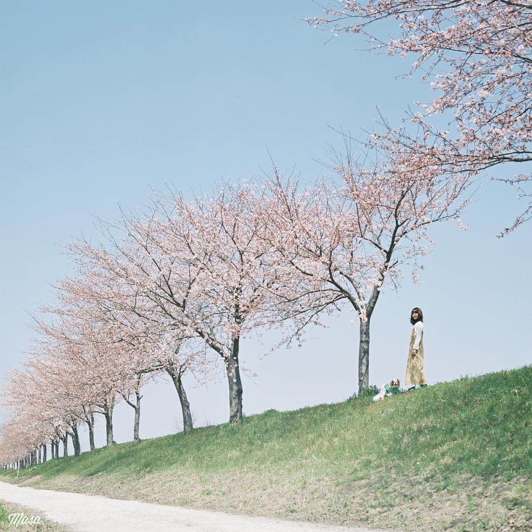 Masaさんのインスタグラム写真 - (MasaInstagram)「. . . ここも毎年、誰もいない場所🌸 滋賀はたくさん、こんな場所あるけど、周りは基本、琵琶湖か田んぼやし〜☺️ . 撮影日 : 2019年4月6日 . #まっセル #ヤマプリ #hasselblad #ハッセルブラッド #instagramjapan #igersjp #tokyocameraclub #film_com #impression_shots #art_of_japan_ #photogenic_jp #GPW_members_only #good_portraits_world #film_jp #film #フィルム #filmcamera #filmphotography #portrait #ポートレート #photogram_archive #todays_blue_collection #pof_ig #hibi_jp #桜 #Cherryblossom #滋賀 #dog #犬 #青空」4月17日 7時04分 - masa_nikonist