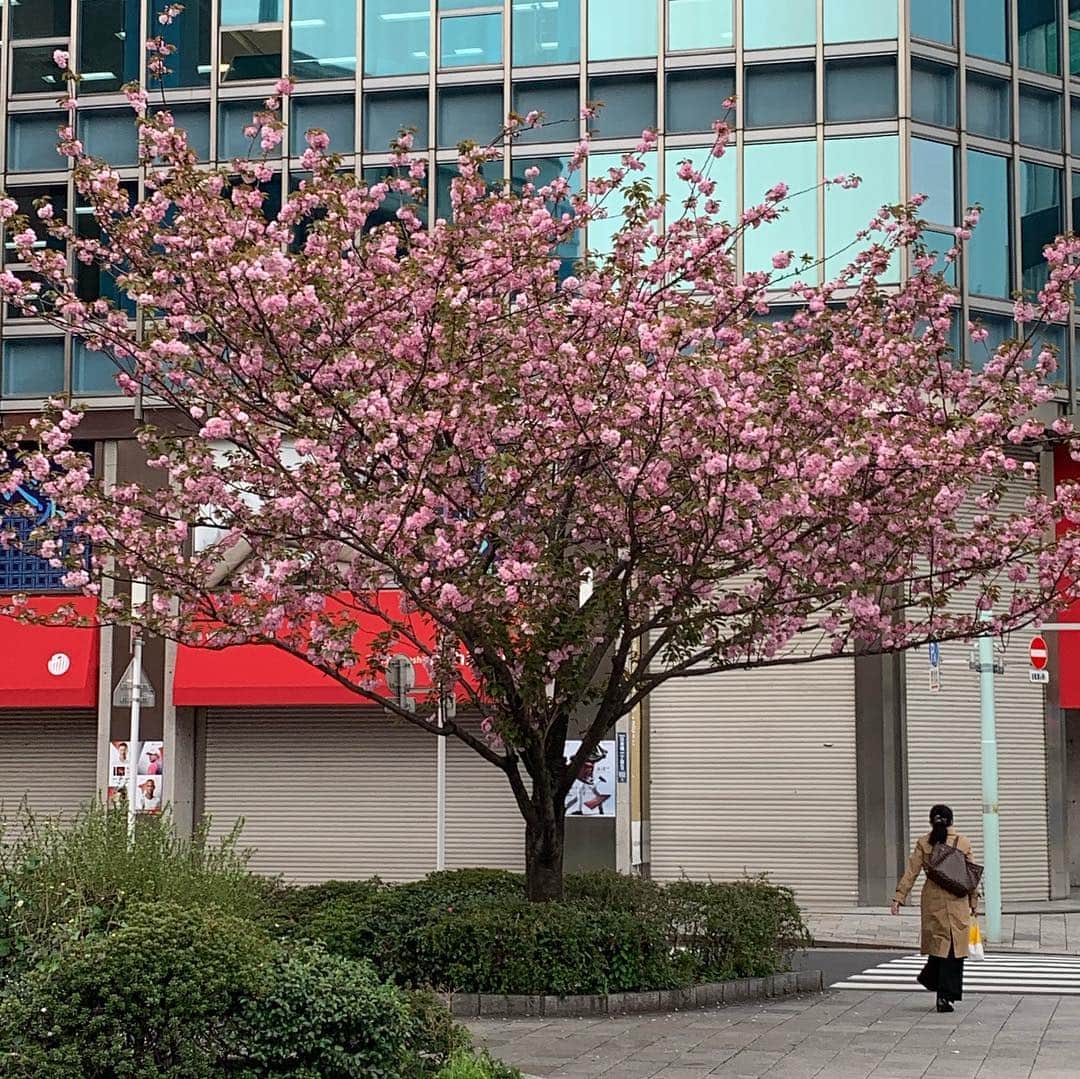 安倍宏行さんのインスタグラム写真 - (安倍宏行Instagram)「#日本橋 にまだ #さくら が。。。」4月17日 7時00分 - higeabe