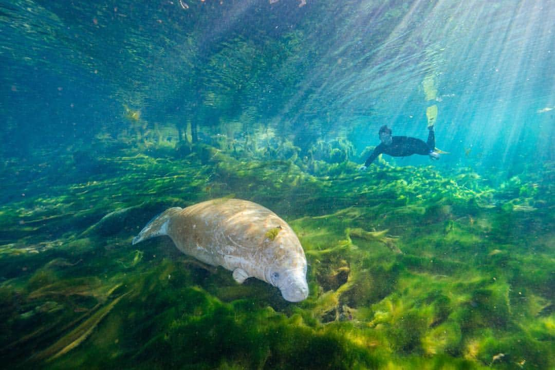 National Geographic Travelさんのインスタグラム写真 - (National Geographic TravelInstagram)「Photo by @carltonward // sponsored by @VISITFLORIDA // Northwest Florida is said to have the highest density of freshwater springs in the world. Pristine mineral water flows up from the underground aquifer at a constant temperature of nearly 70 degrees Fahrenheit year-round. During summer, the relatively cool water is perfect for a refreshing swim. During winter, the relatively warm water provides refuge to manatees that migrate upstream from colder Gulf waters. Many of the springs are protected as parks for people and wildlife. If you visit Manatee Springs State Park in the winter, you have a chance to see one of the namesake mammals in the clear waters of the headspring, either by snorkeling or from a boardwalk above that follows the spring shed to its confluence with the Suwannee River. // @VISITFLORIDA and explore 175 State Parks, hundreds of freshwater springs, infinite mangrove tunnels, and hidden caverns. Let your adventure begin. #LoveFL」4月17日 7時01分 - natgeotravel