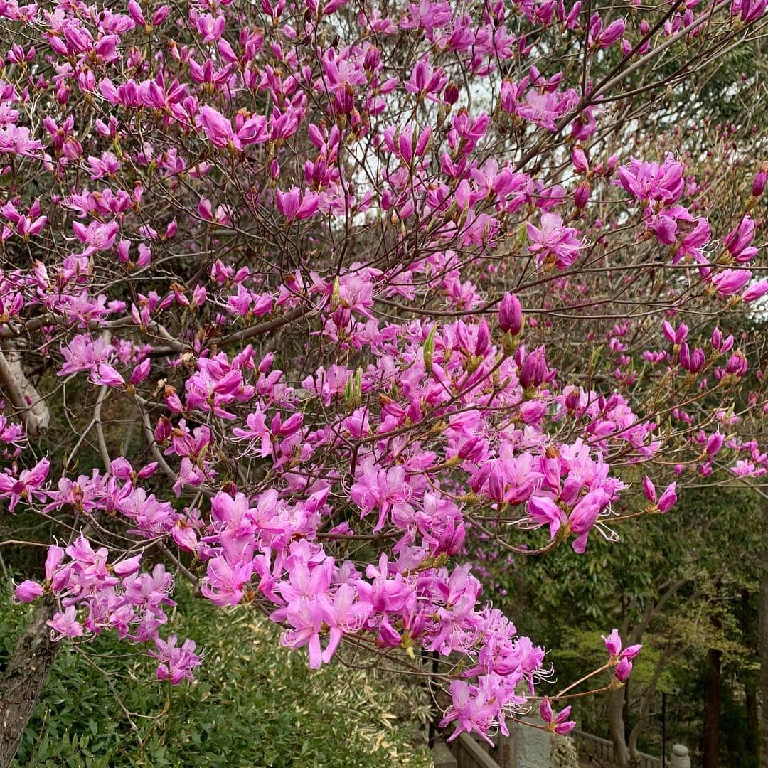 水木一郎さんのインスタグラム写真 - (水木一郎Instagram)「先日の高尾山。桜も見頃だったけれど #エゾムラサキツツジ もきれいに咲き誇ってます。 #高尾山 #登山 #水木一郎」4月17日 7時12分 - ichiromizuki