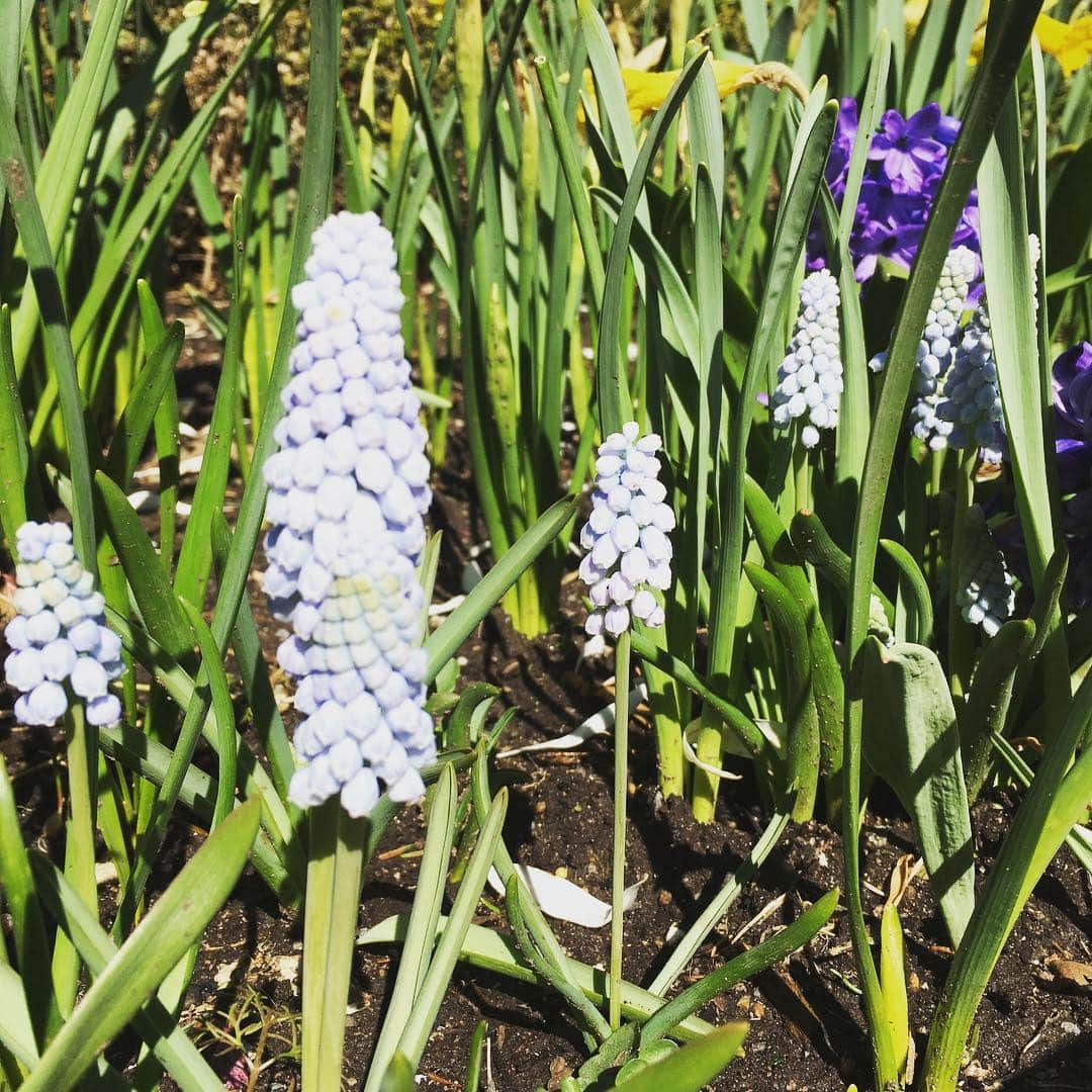 Ka-Naさんのインスタグラム写真 - (Ka-NaInstagram)「Spring is finally here :)!!! I can’t wait to perform at Brooklyn Botanic Garden on April 28th!!! It should be fun and beautiful ;) #brooklyn#botanicalgarden#cherryblossomfestival」4月17日 7時06分 - kanajpop