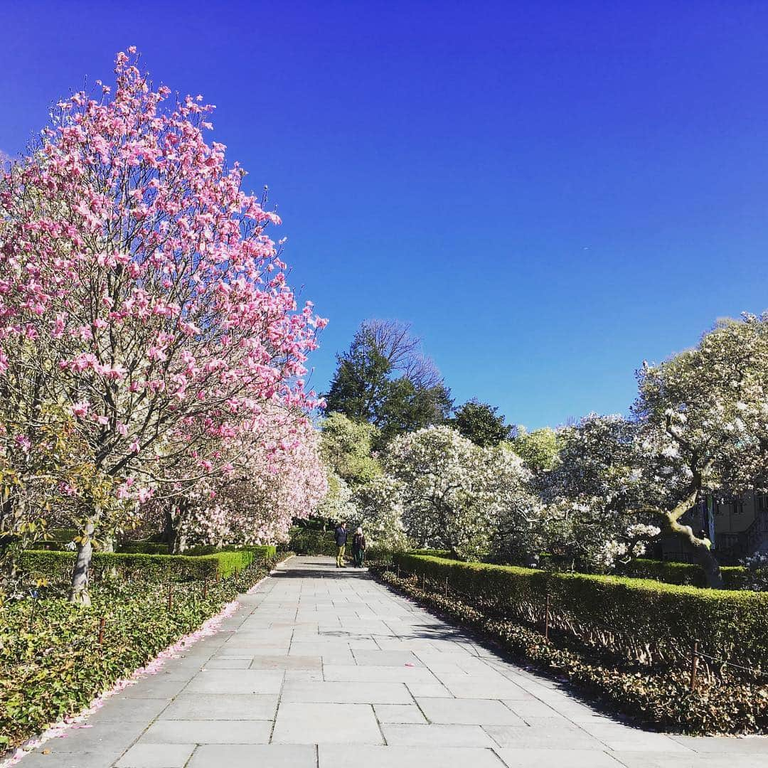 Ka-Naさんのインスタグラム写真 - (Ka-NaInstagram)「Spring is finally here :)!!! I can’t wait to perform at Brooklyn Botanic Garden on April 28th!!! It should be fun and beautiful ;) #brooklyn#botanicalgarden#cherryblossomfestival」4月17日 7時06分 - kanajpop