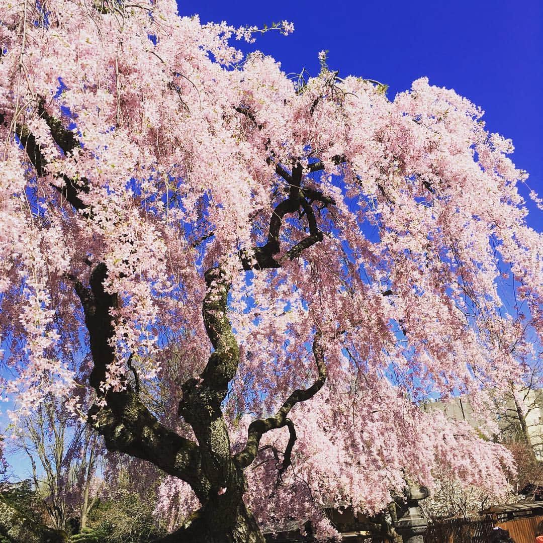 Ka-Naのインスタグラム：「Spring is finally here :)!!! I can’t wait to perform at Brooklyn Botanic Garden on April 28th!!! It should be fun and beautiful ;) #brooklyn#botanicalgarden#cherryblossomfestival」