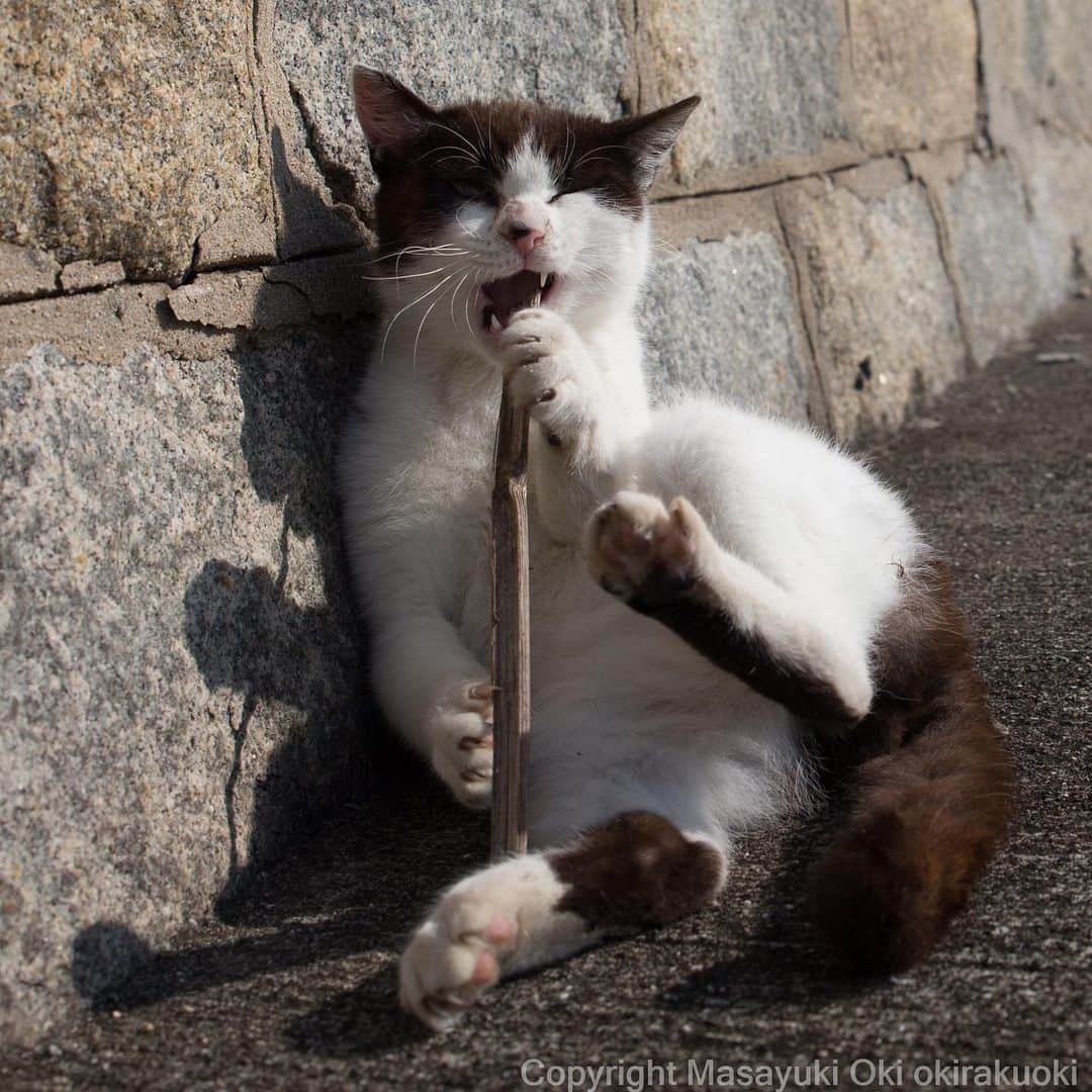 Masayukiさんのインスタグラム写真 - (MasayukiInstagram)「〜🎶 おはようございます。 Good morning from Kagawa ⛅️ #cat #ねこ」4月17日 7時21分 - okirakuoki