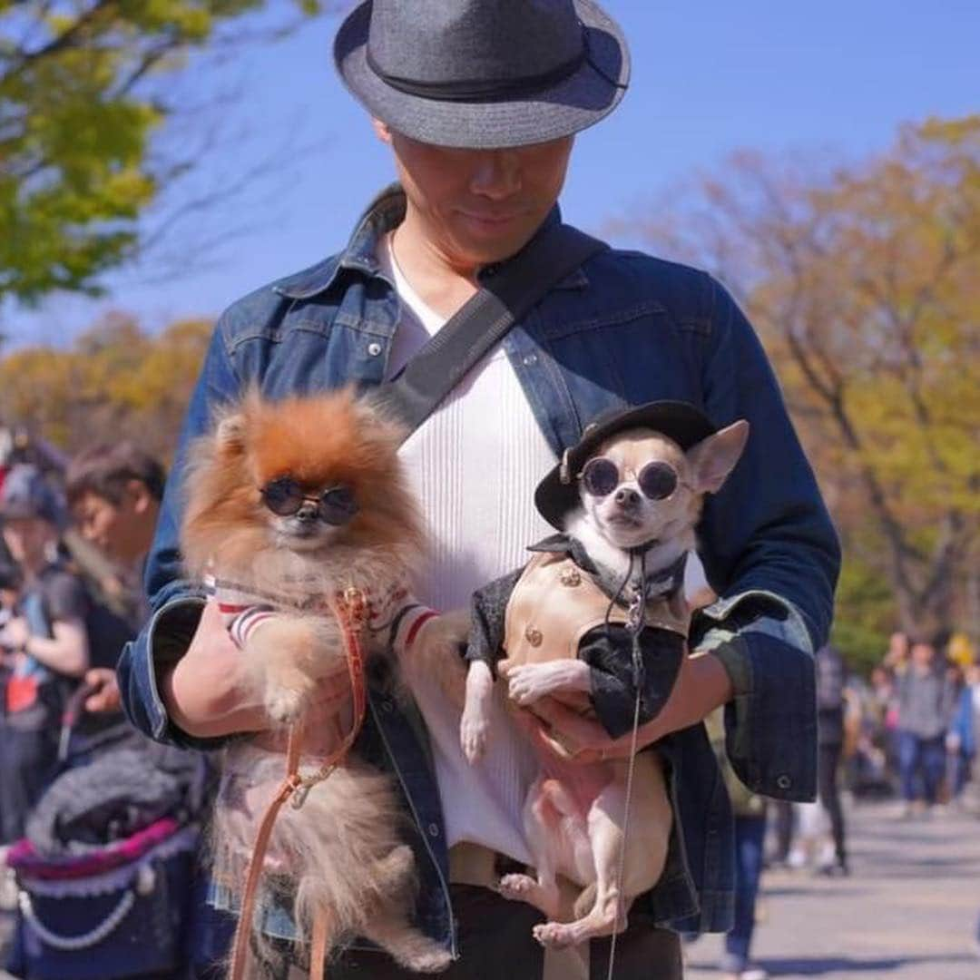 紋次郎さんのインスタグラム写真 - (紋次郎Instagram)「My friends  ワンワンカーニバルにて両手に犬🐕🐶 今回もいたずらされちゃった犠牲者達（笑） maruちゃん@romiyeaoh  lucky ちゃん@chihuahua0728  dog#dogstagram#instadog#chihuahua#barkbox#mydogiscutest#buzzfeed#dog_features#fluffypack#barkpack#dogsofinstaworld#dogsofinstagram#犬#チワワ#手作り#handmade#着物#fashion#紋次郎一家#チーム茶#ふわもこ部#igersjp#peco犬部#dogsofinstagram#dogfashion#excellent_dogs」4月17日 7時18分 - montjiro