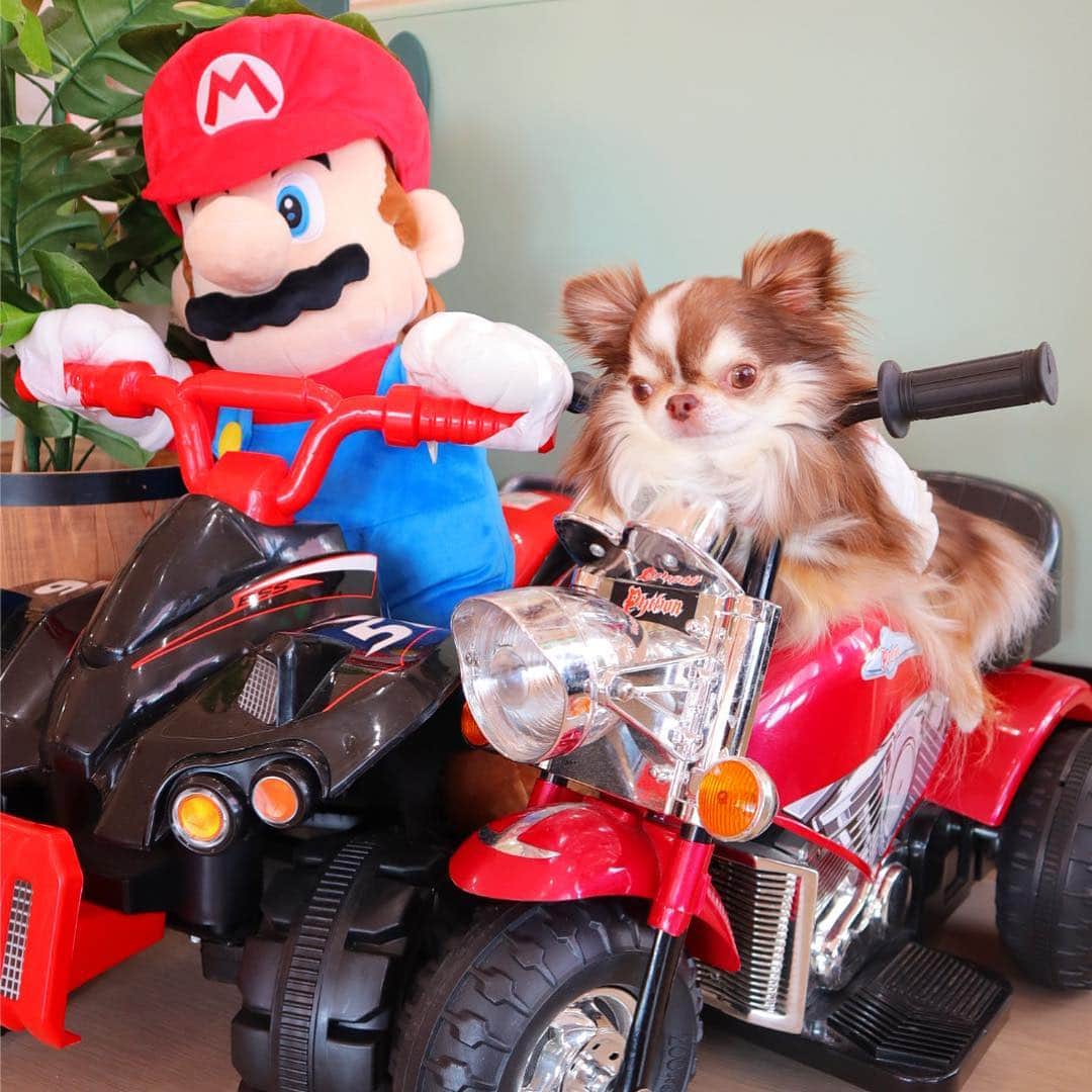 kayoのインスタグラム：「* * マリオとらいちんツーリングふぅ 😆🍄🏍💨 * * 2枚目のめろめろ❤️ セーラー服でバイクの横に座るとヤンキー感が😂 セーラームーンのハズ🤣🌙 * * アカラからエバーへ カフェのハシゴ😂🚗💨 * * @dogcafeever  Lychee🍄Mario🍄Melon * * #マリオ #ドッグカフェエバードリーム * #chihuahua#chihuahualove#dogstgram#dog#instadog#チワワ#チワワ大好き * *」