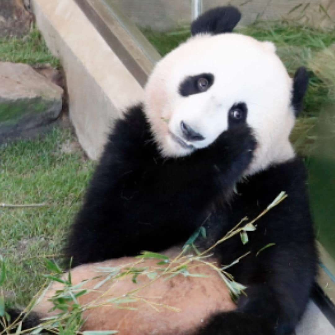 パンダ（白浜）さんのインスタグラム写真 - (パンダ（白浜）Instagram)「🐼 #結浜 ！！😊 she looks at staff. playing together?  #HELLOLITTLE 🐼🐼🐼 #ハローリトル #baby #pandamental #アドベンチャーワールド #hellopanda #ハローパンダ #パンダグラビア and #panda #pandababy 🐼🐼🐼 ⭐︎『HELLO LITTLE』IN STORE NOW⭐️」4月17日 7時23分 - hellopanda_book