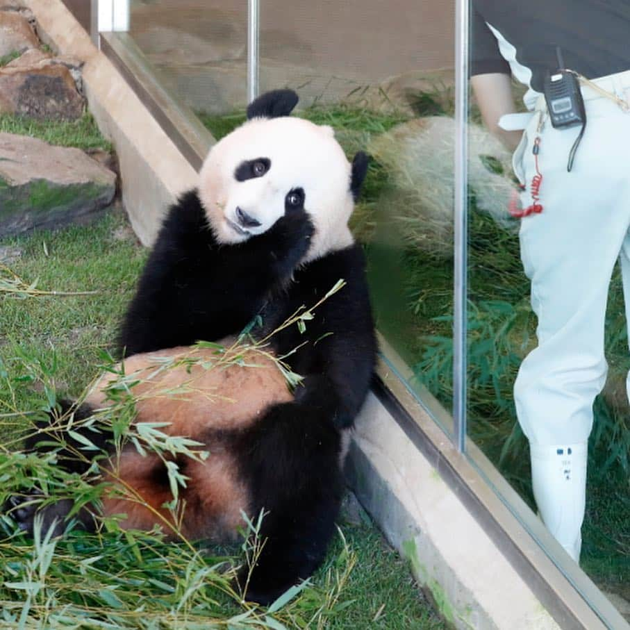 パンダ（白浜）さんのインスタグラム写真 - (パンダ（白浜）Instagram)「🐼 #結浜 ！！😊 she looks at staff. playing together?  #HELLOLITTLE 🐼🐼🐼 #ハローリトル #baby #pandamental #アドベンチャーワールド #hellopanda #ハローパンダ #パンダグラビア and #panda #pandababy 🐼🐼🐼 ⭐︎『HELLO LITTLE』IN STORE NOW⭐️」4月17日 7時23分 - hellopanda_book