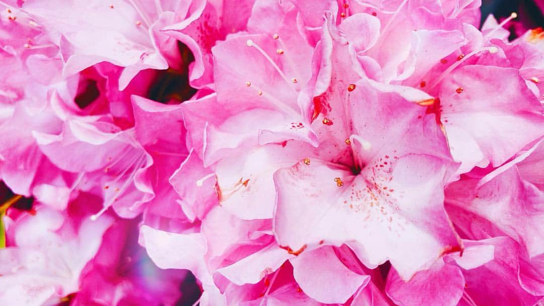 ヒロトさんのインスタグラム写真 - (ヒロトInstagram)「Apr.17.2019.  #flower  #pink  #photography」4月17日 7時26分 - hiroto_a9