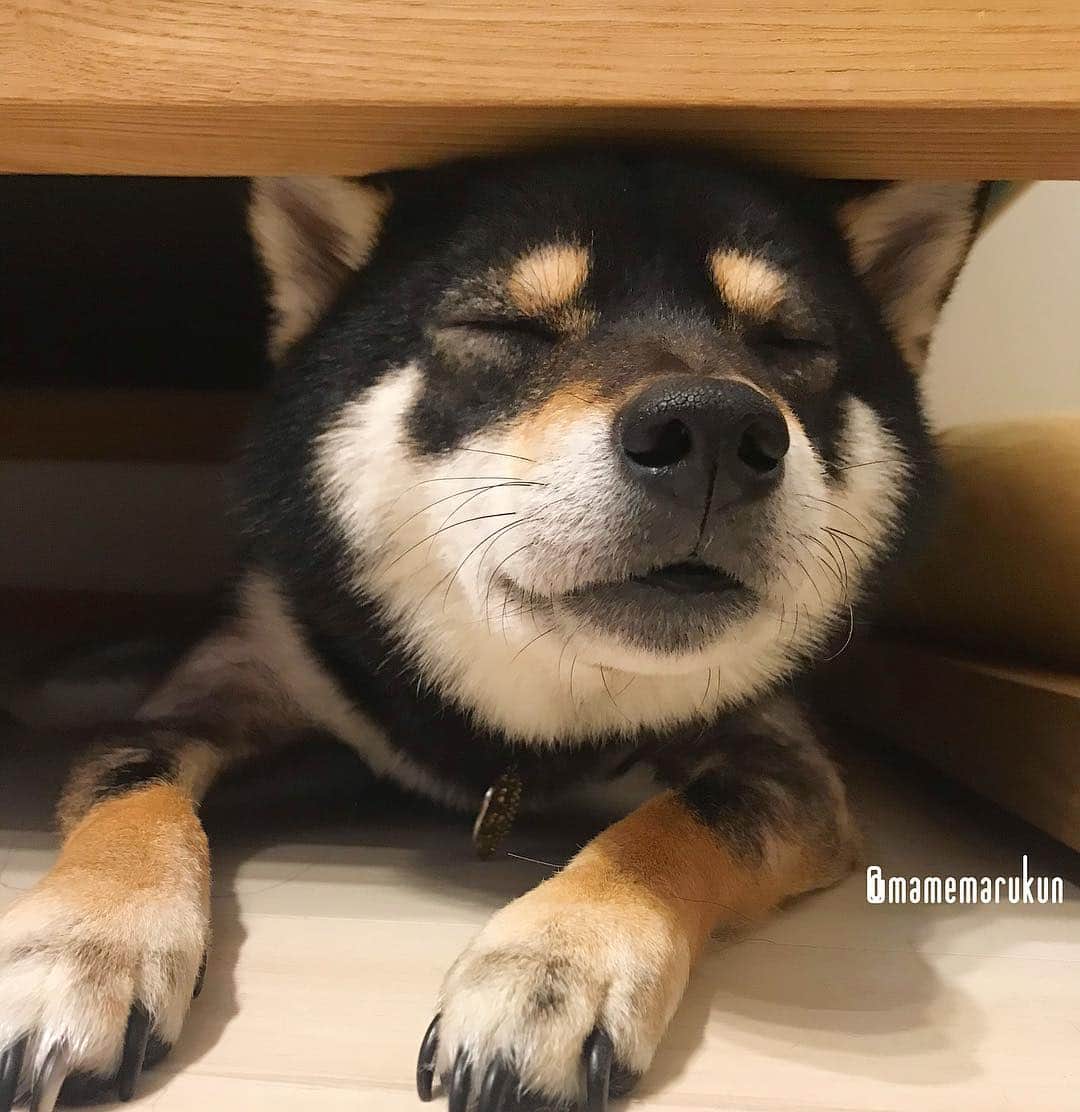 まめ丸のインスタグラム：「* * おはようしたのに、ねむいー🐶💤 春🌸ってなんでねむくなっちゃうんだろ🐶🌸🌸🌸 * Spring makes me sleepy~🐶💤🌸 * #朝からイタズラしたいのに #むねん🐶💦 #ソファの下のまめ丸 シリーズ * #柴犬#豆柴#柴#黒柴#黒豆柴#犬#ふわもこ部#しばいぬ#shiba#shibainu#shibastagram#shibadog#puppy#instadog#dogstagram#dog#instashiba#blackshiba#petstagram#pet#cutepetclub#강아지#멍스타그램#doglover#ilovemydog#weeklyfluff#まめ丸かくれんぼ」