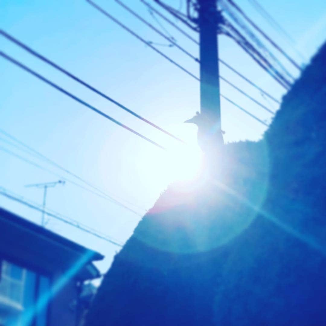 中野敬久さんのインスタグラム写真 - (中野敬久Instagram)「#crow #dawn #sunlight #sky #highlight #goodmorning」4月17日 7時36分 - hirohisanakano